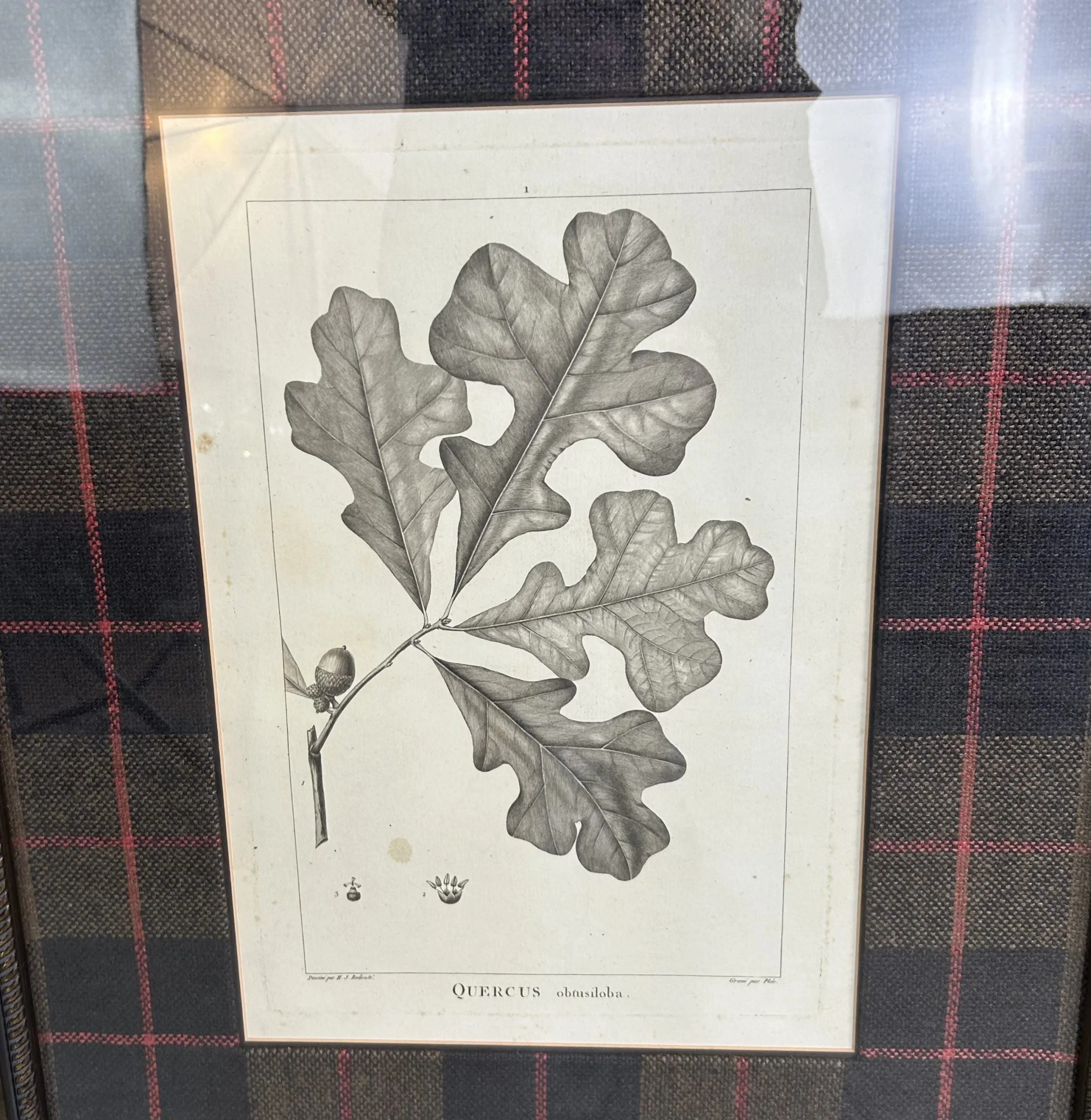 Botanical Print, #2, Oak Leaves, Plaid Matt, Framed